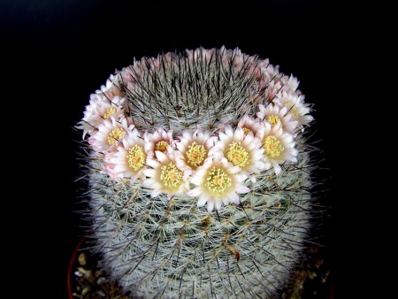 Mammillaria ritteriana Boedecker, Abbildung Monatssch., DKG 1(9): 174, 1929